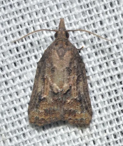 Tufted Apple Bud Moth - photo 6
