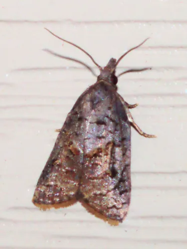 Tufted Apple Bud Moth - photo 7