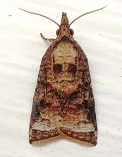 Tufted Apple Bud Moth - photo 8