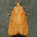 Platynota larreana - Hodges#3735 - Platynota larreana