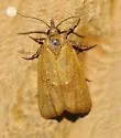 Platynota larreana - Hodges#3735 - photo 2