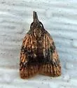 Platynota nigrocervina - Hodges#3737 - photo 3