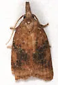 Platynota nigrocervina - Hodges#3737 - photo 4