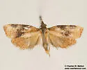 Platynota polingi - Hodges#3744.1 - photo 2