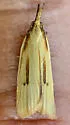 Platynota richersi - Hodges#3712.1 - Platynota richersi