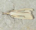 Platynota richersi - Hodges#3712.1 - photo 3