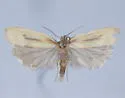 Platynota richersi - Hodges#3712.1 - photo 4