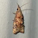 Omnivorous Platynota Moth - Hodges#3745 - photo 2