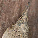 Omnivorous Platynota Moth - Hodges#3745 - photo 4