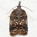Platynota semiustana - Hodges#3741 - photo 2