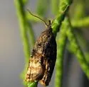 Omnivorous Leaf-roller - Hodges#3736 - Platynota stultana