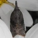 Omnivorous Leaf-roller - Hodges#3736 - photo 2