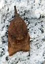 Omnivorous Leaf-roller - Hodges#3736 - photo 3