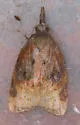 Omnivorous Leaf-roller - Hodges#3736 - photo 4