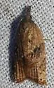 Omnivorous Leaf-roller - Hodges#3736 - photo 5