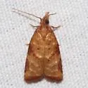 Platynota texana - Hodges#3744.2 - Platynota texana