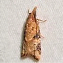 Platynota texana - Hodges#3744.2 - photo 3