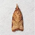 Platynota texana - Hodges#3744.2 - photo 4