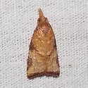 Platynota texana - Hodges#3744.2 - photo 5