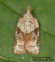 Platynota wenzelana - Hodges#3744 - photo 2