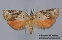 Platynota wenzelana - Hodges#3744 - photo 3