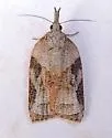 Platynota wenzelana - Hodges#3744 - photo 4