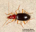 Platynus acuminatus - photo 2