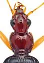 Platynus acuminatus - photo 3