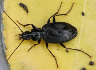 Limodromus assimilis - Limodromus assimilis