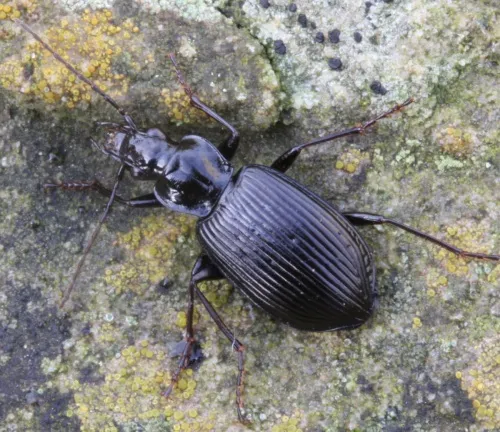 Limodromus assimilis - photo 2