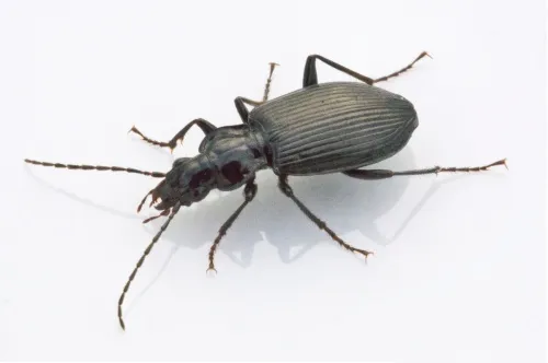 Limodromus assimilis - photo 3
