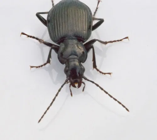 Limodromus assimilis - photo 4