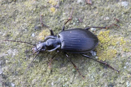 Limodromus assimilis - photo 5