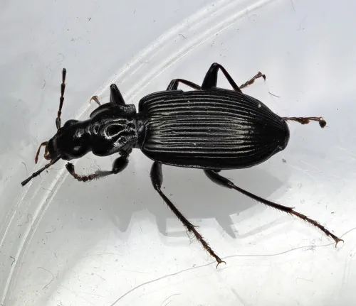 Limodromus assimilis - photo 6