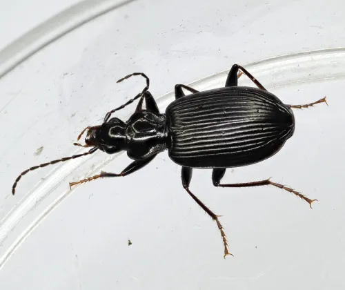 Limodromus assimilis - photo 7