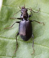 Limodromus assimilis - photo 8