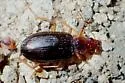 Platynus brunneomarginatus - photo 2