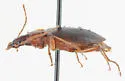 Platynus brunneomarginatus - photo 4
