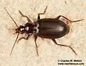 Platynus cazieri