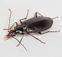 Platynus cincticollis
