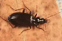 Platynus cincticollis - photo 2