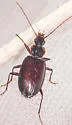 Platynus cincticollis - photo 3