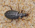 Platynus cincticollis - photo 4