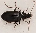 Platynus cincticollis - photo 5