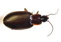 Platynus cohni