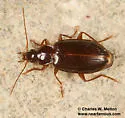 Platynus cohni - photo 2