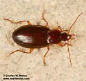 Platynus cohni - photo 3