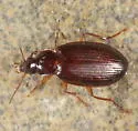 Platynus cohni - photo 4