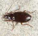 Platynus cohni - photo 5