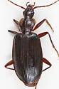 Platynus daviesi